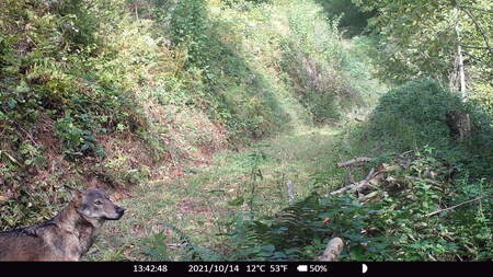 Volk na Pohorju LPN 2